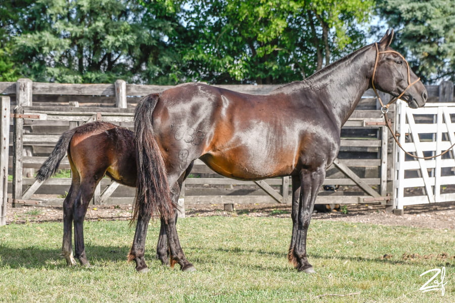 Lote NEG MANO RUMBEADORA