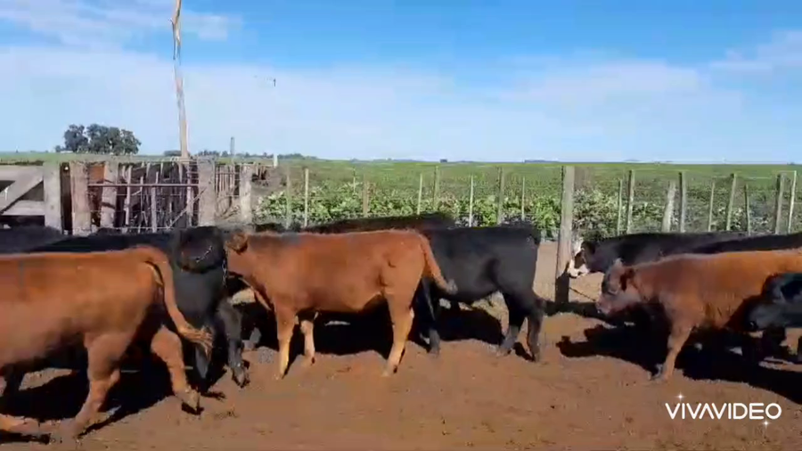 Lote 90 Terneros/as en Trenque Lauquen, Buenos Aires