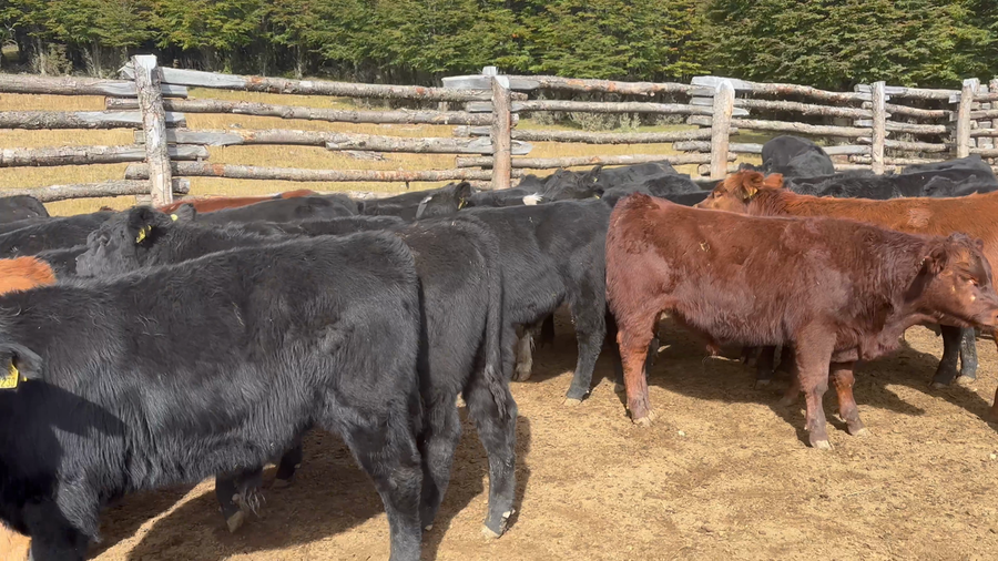 Lote 76 Ternero en Coyhaique, XI Región Aysén