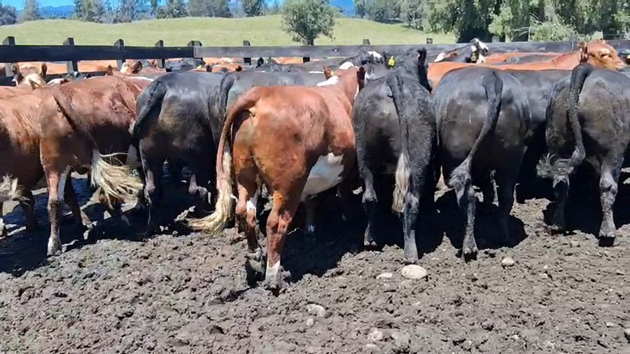 Lote 42 Novillo Gordo en Osorno, X Región Los Lagos