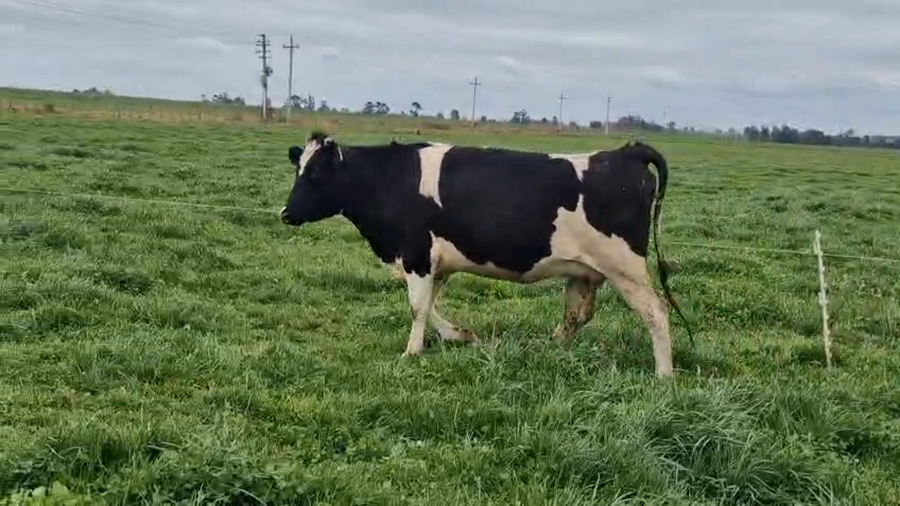 Lote Vaquillonas  a remate en Pantalla Aniversario - Escritorio Camy 520kg - , San José