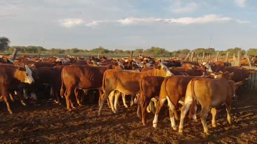 Lote 120 Terneros/as