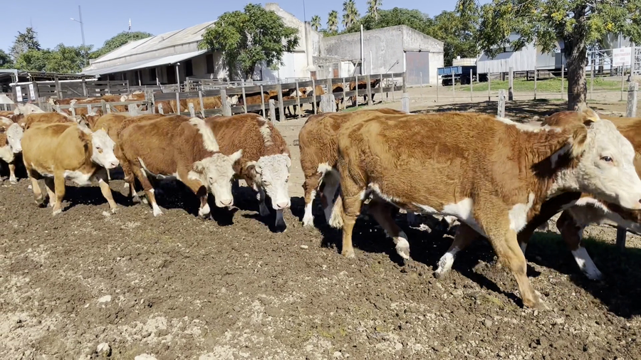 Lote 37 Vacas preñadas, 8D- 15 vacas 1/2Diente-12 vacas