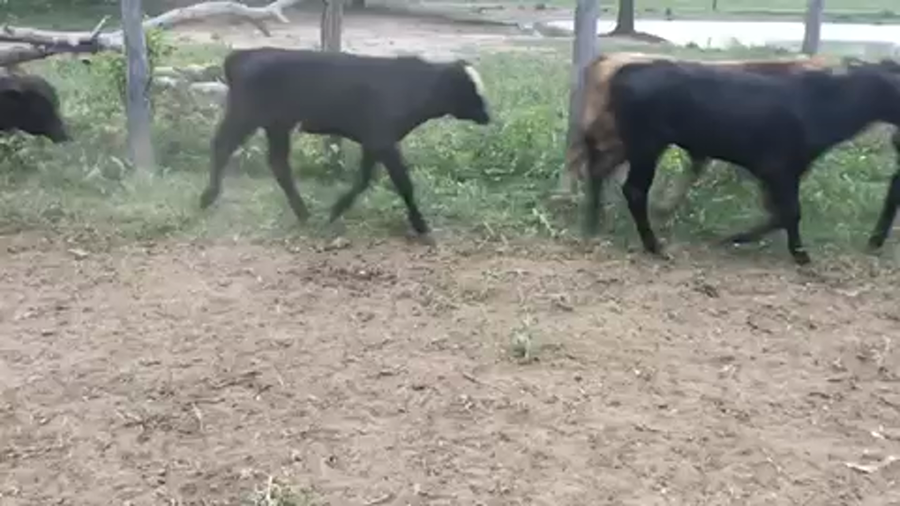 Lote 110 Terneros en Juan José Castelli, Chaco