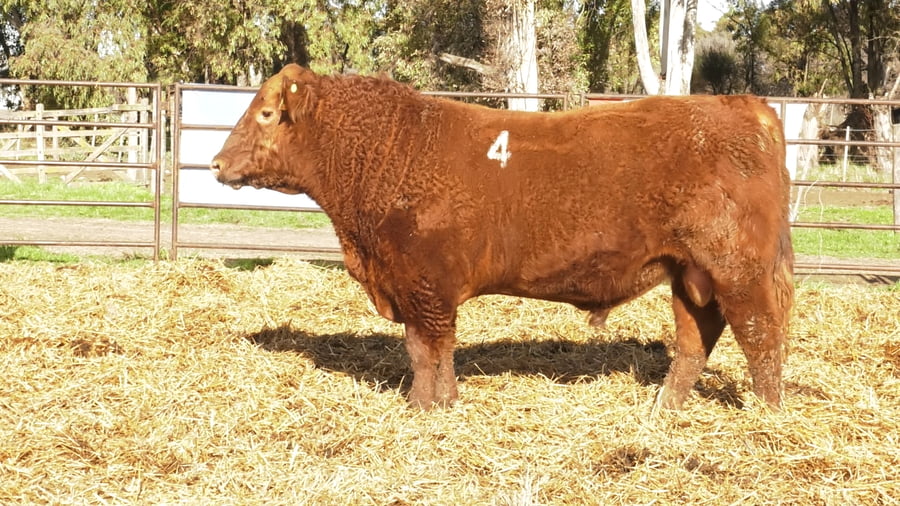 Lote TOROS ANGUS COLORADOS PC