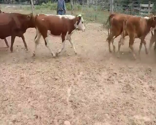 Lote 80 Terneras en Tintina, Santiago del Estero