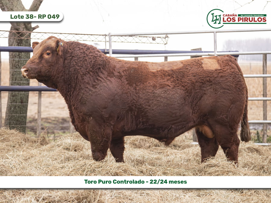 Lote TOROS PUROS CONTROLADOS - 22/24 meses