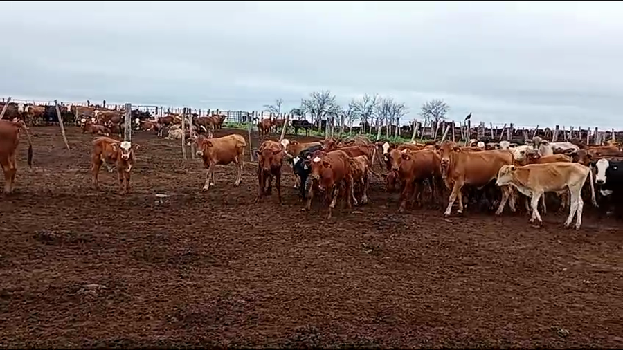 Lote 260 Terneros/as