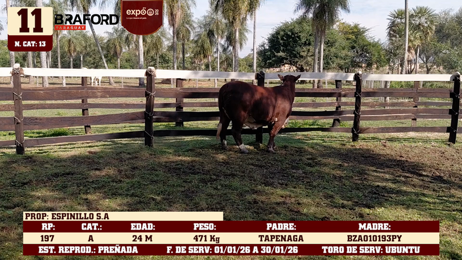 Lote LOTE 11