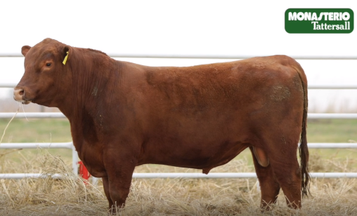 Lote TOROS GENERALES, CONTROLADOS Y REGISTRADOS