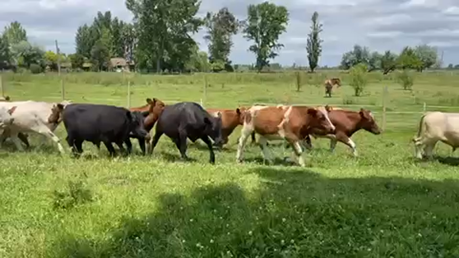 Lote 55 Novillo Engorda en Retiro, VII  Región Maule