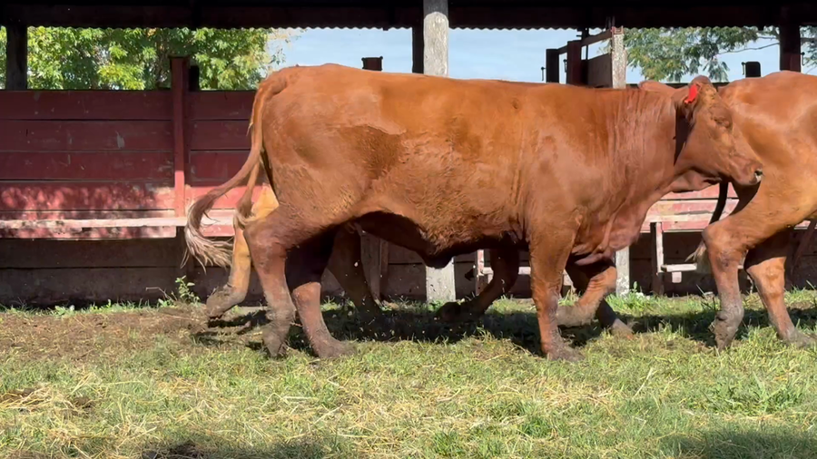 Lote 16 Vaquillonas preñadas en Corrientes, Curuzú-Cuatiá
