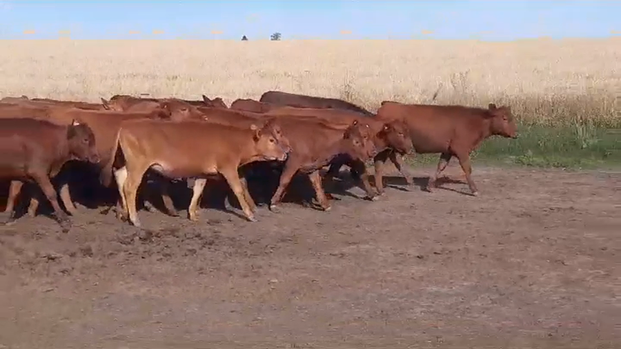 Lote (Vendido)27 Terneras BRA/ AA/ LIM a remate en #39 Pantalla Carmelo 225kg -  en VIBORAS Y VACAS