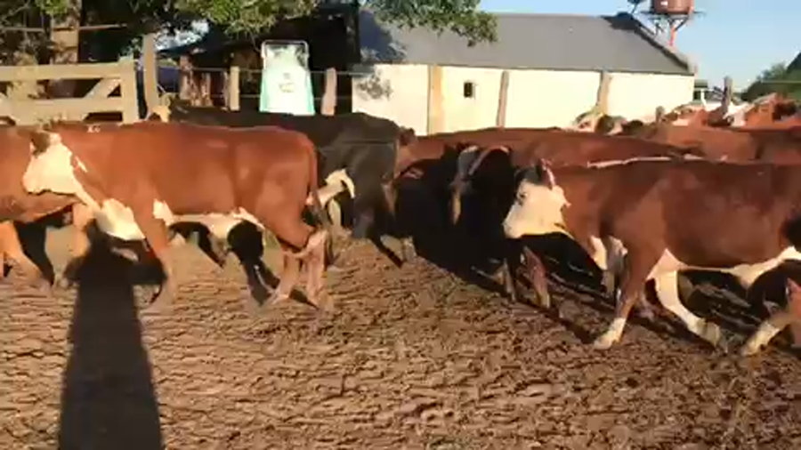 Lote 50 Novillos en Esquina, Corrientes