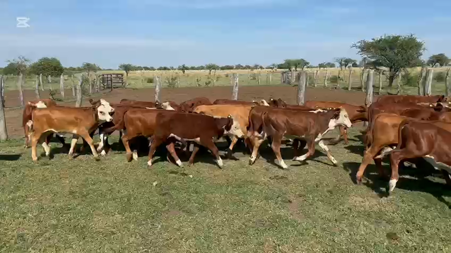 Lote 100 Terneros/as