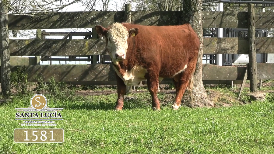 Lote Polled Hereford
