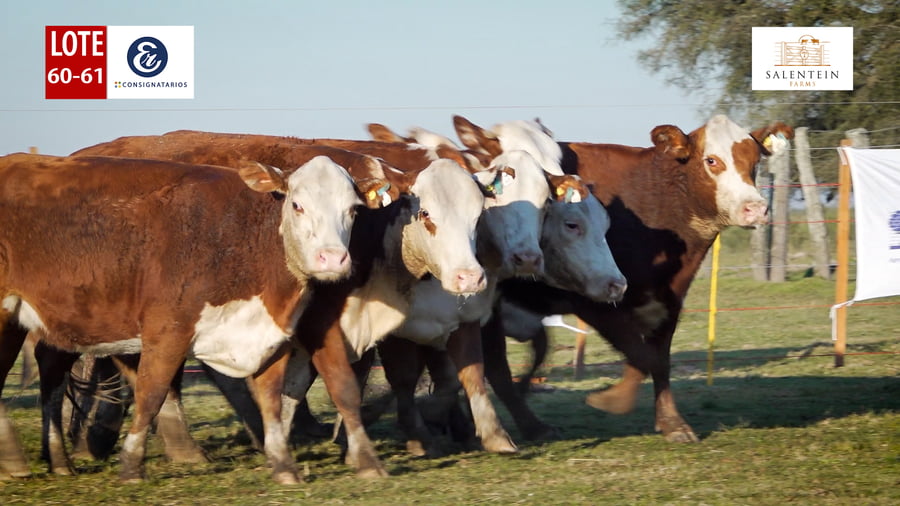 Lote LOTE 60/61 - VAQUILLAS BRAFORD GENERALES – PREÑADAS IATF