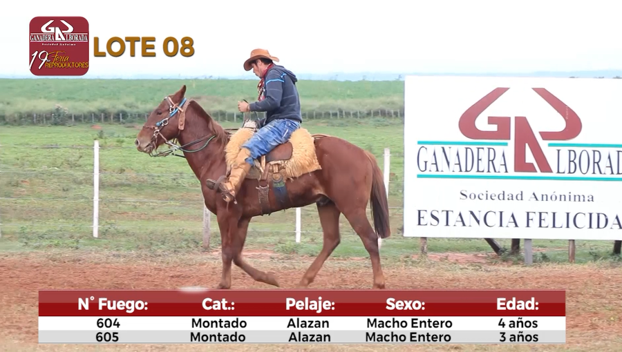 Lote Reproductores de Alborada - Lote 8