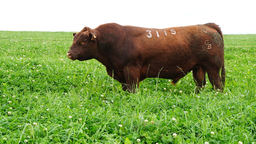 Lote (Vendido)Toros a remate en Ganadera Barracas S.A en Caraguata