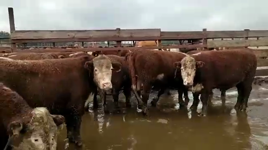 Lote 38 Novillo Gordo en Los Ángeles, VIII Región Biobío