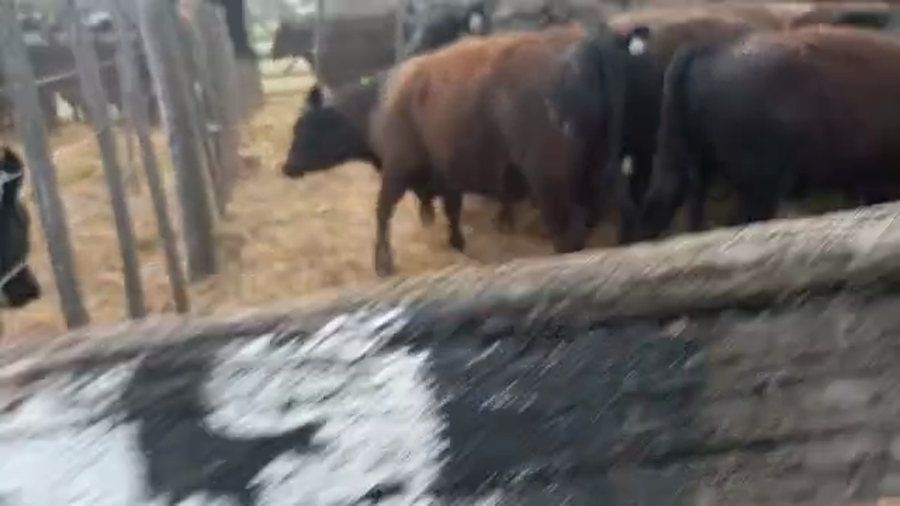 Lote "Corral 173 Vaq. Para Entorar Generales ""Cabaña Don Franco"""