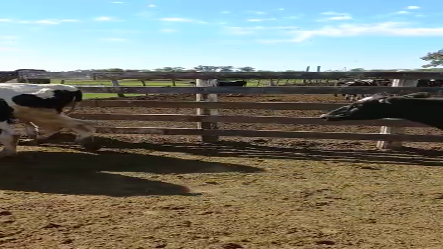 Lote 50 Novillos Holando en Sunchales, Santa Fe