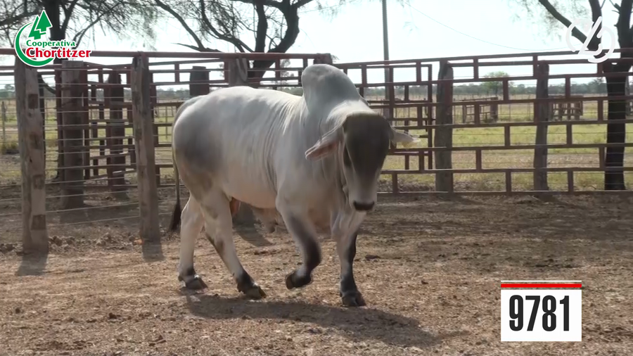 Lote Brahman