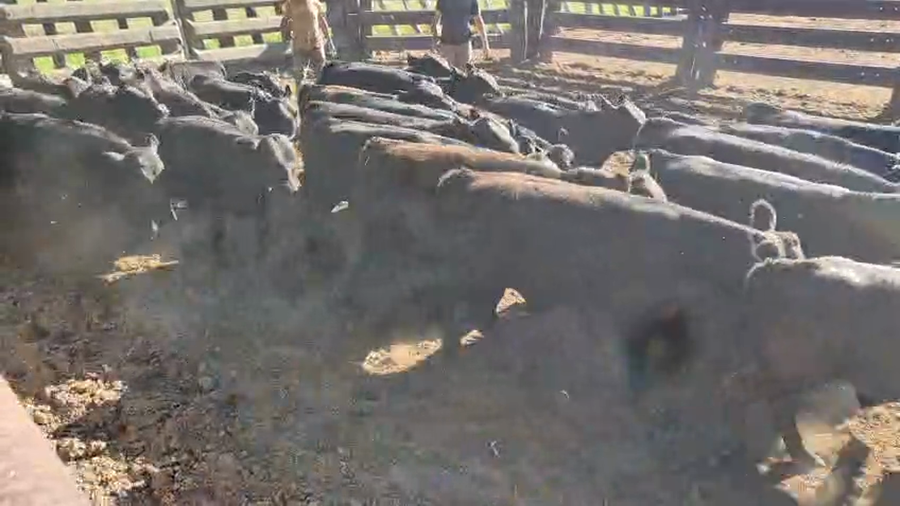 Lote 65 terneros