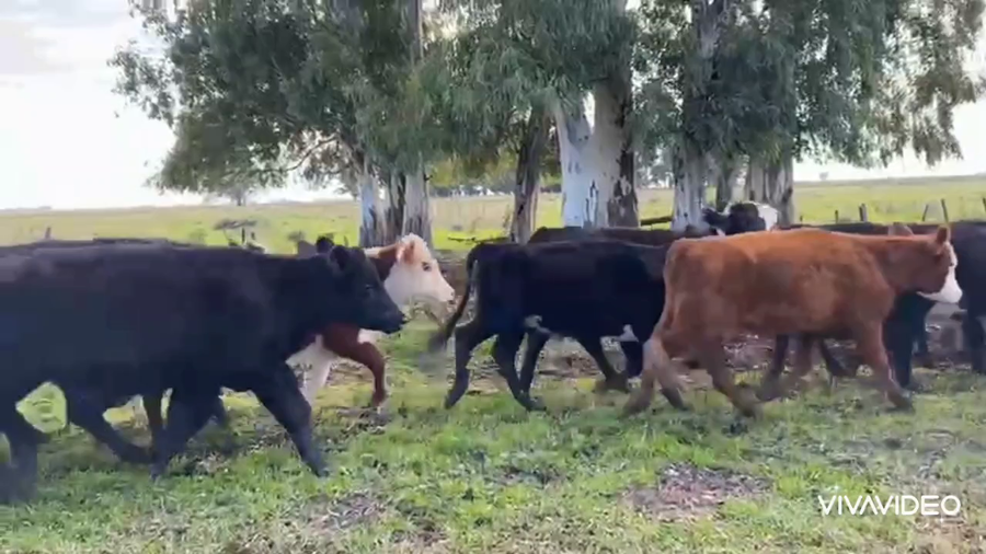 Lote 68 Novillitos y vaquillonas