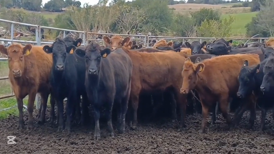 Lote VAQUILLONAS 1  A 2 AÑOS