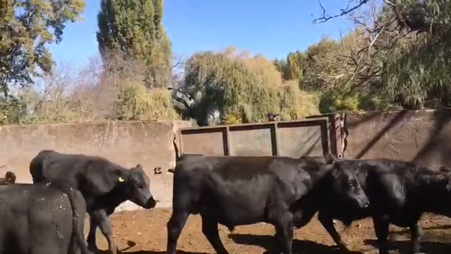 Lote 48 Ternero en Los Ángeles, VIII Región Biobío