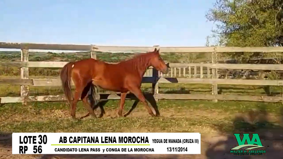 Lote AB CAPITANA LENA MOROCHA