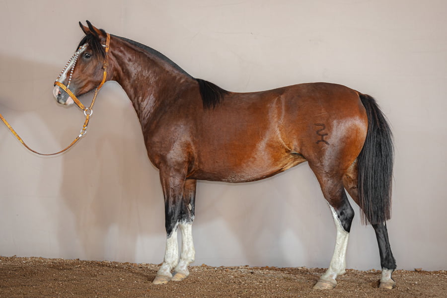 Lote Rincon Retranca - Cabaña La Higuera