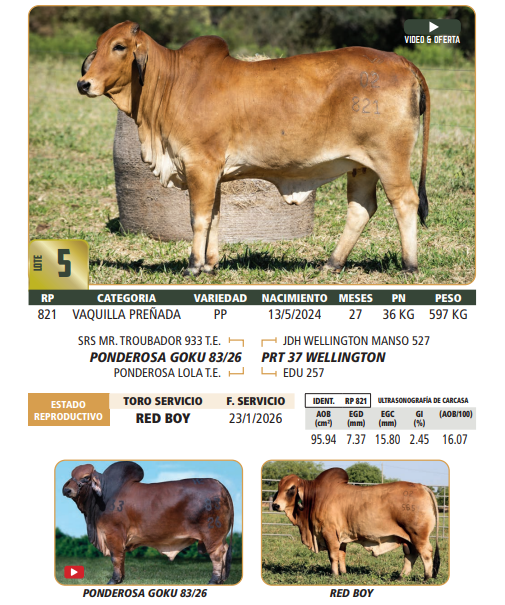 Lote LOTE 5