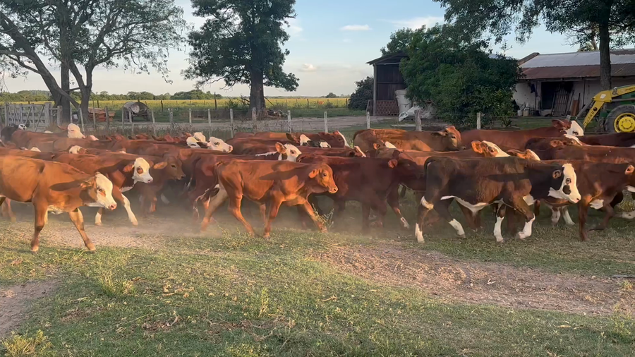 Lote 70 Terneros/as en Corrientes, San Roque