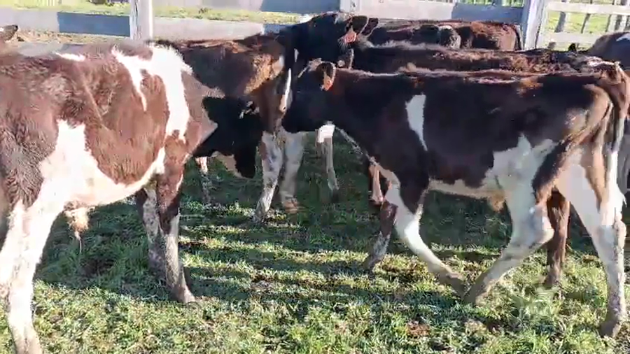 Lote 22 Terneros a remate en Pantalla Camy, San José