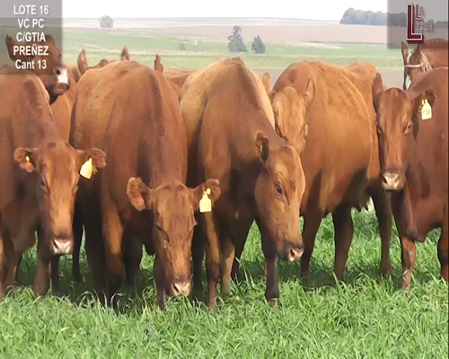 Lote VACAS A. ANGUS COLORADAS   P. CONTROLADAS C/ GTIA DE PREÑEZ