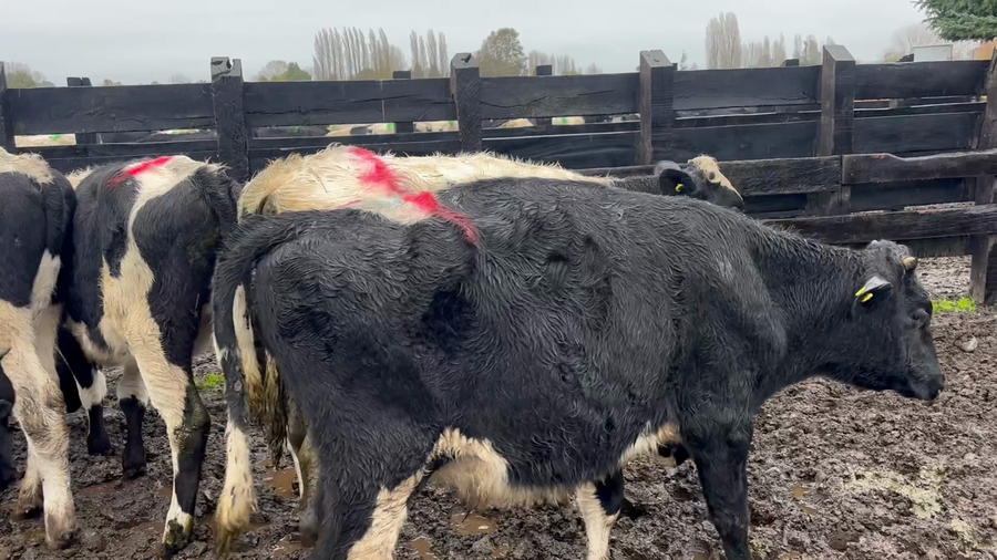 Lote 42 Ternero en Río Bueno, XIV Región Los Ríos