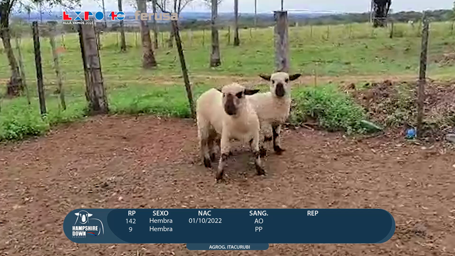 Lote LOTE 58 -  CAMPO