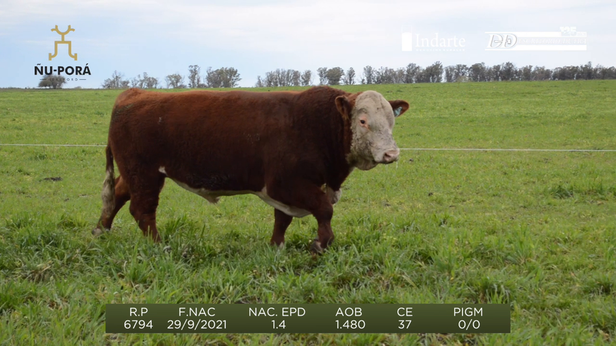 Lote Toros a remate en Remate anual Ñu Porá 2023, Paysandú