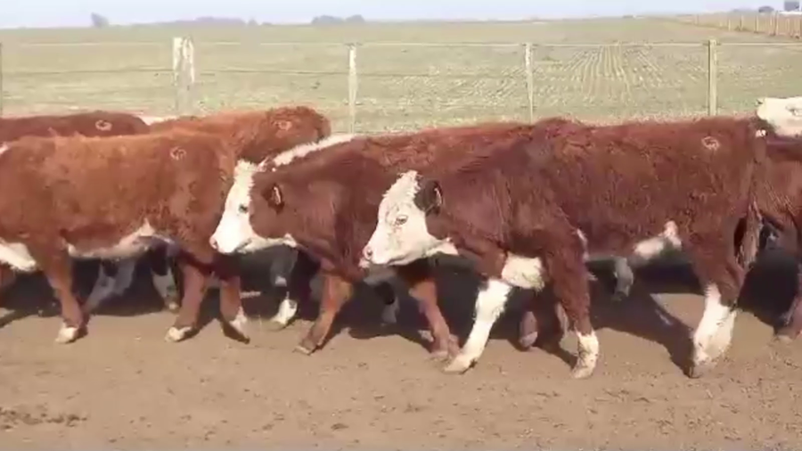 Lote 78 TERN. MACHOS, CNEL. SUAREZ, BS. AS.