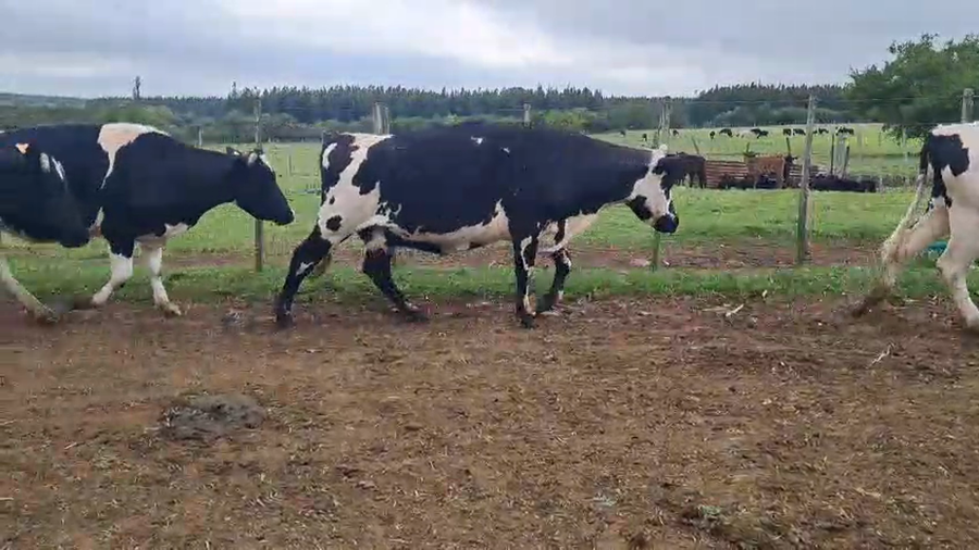 Lote VACAS DE INVERNADA