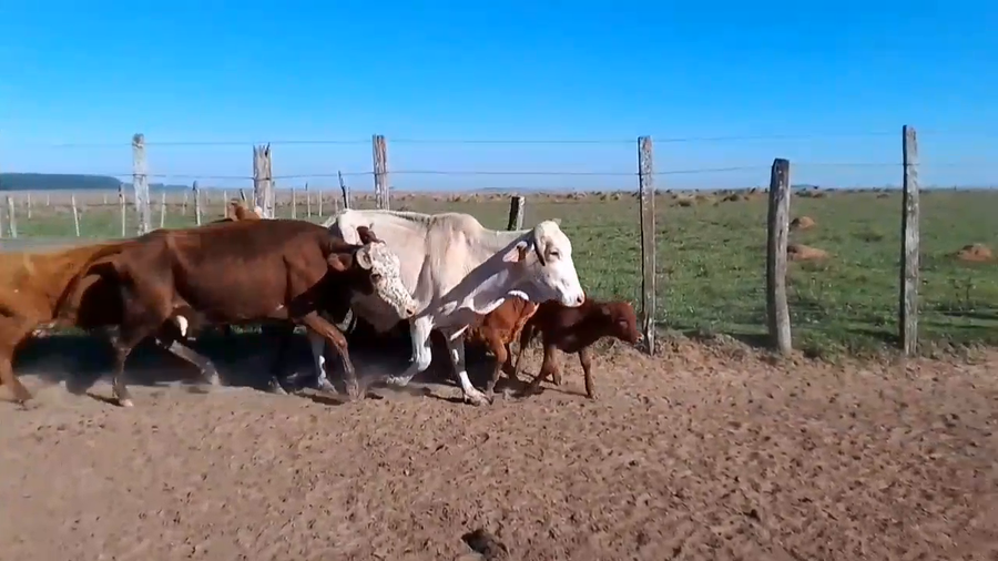 Lote 15 Vacas CUT con cría en Corrientes, Virasoro