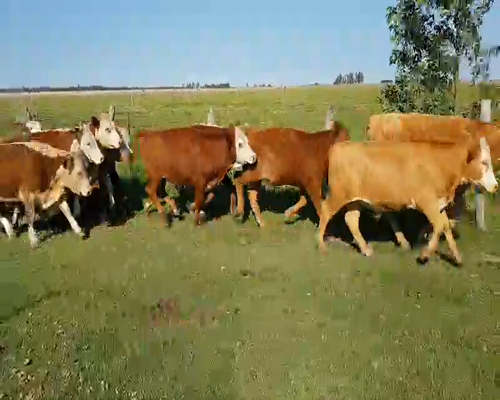 Lote 60 Novillitos en Esquina, Corrientes