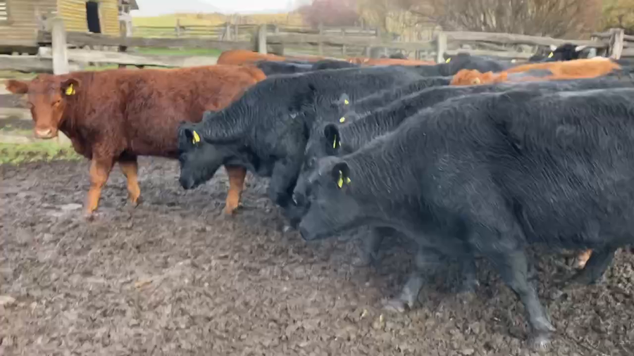 Lote 25 Novillo Engorda en Coyhaique, XI Región Aysén