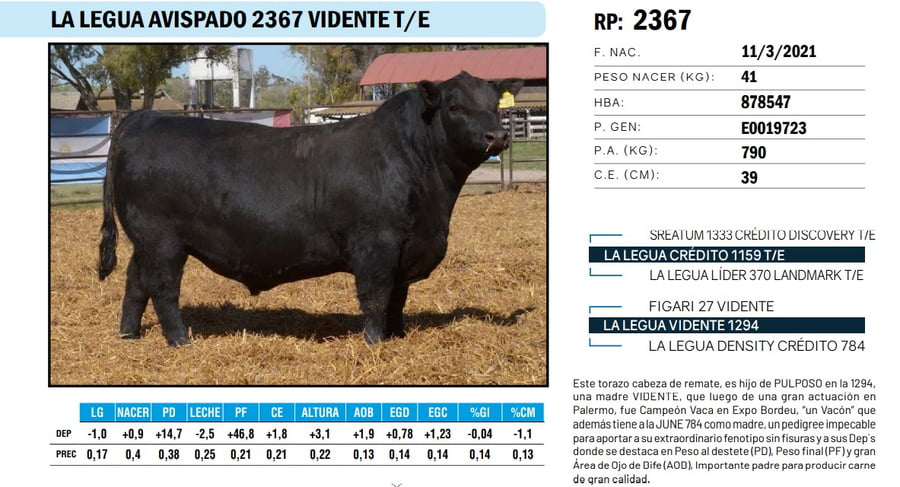 Lote TOROS ANGUS PP