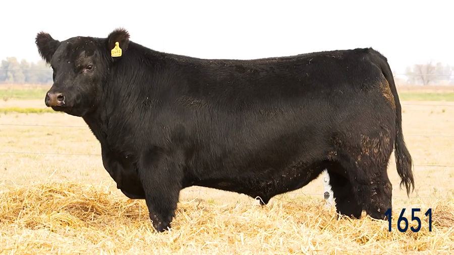 Lote Toro