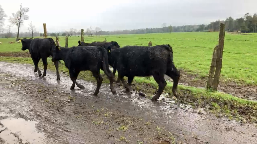 Lote 35 Ternera en Puyehue, X Región Los Lagos