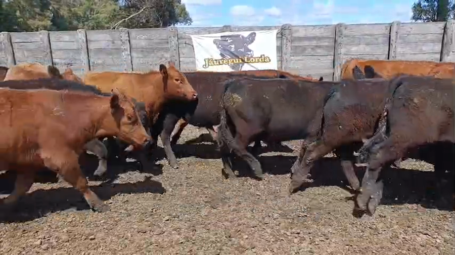 Lote 64 Novillitos