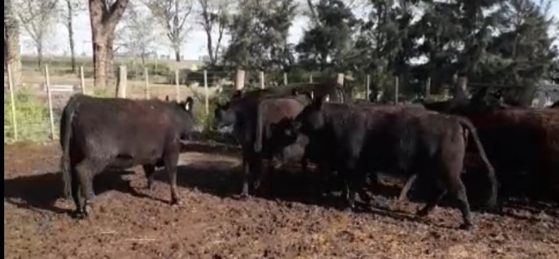 Lote CABAÑA EL TRECE